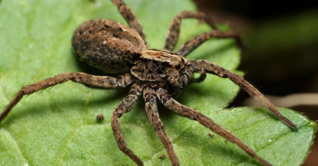 Lycosa wolf spider