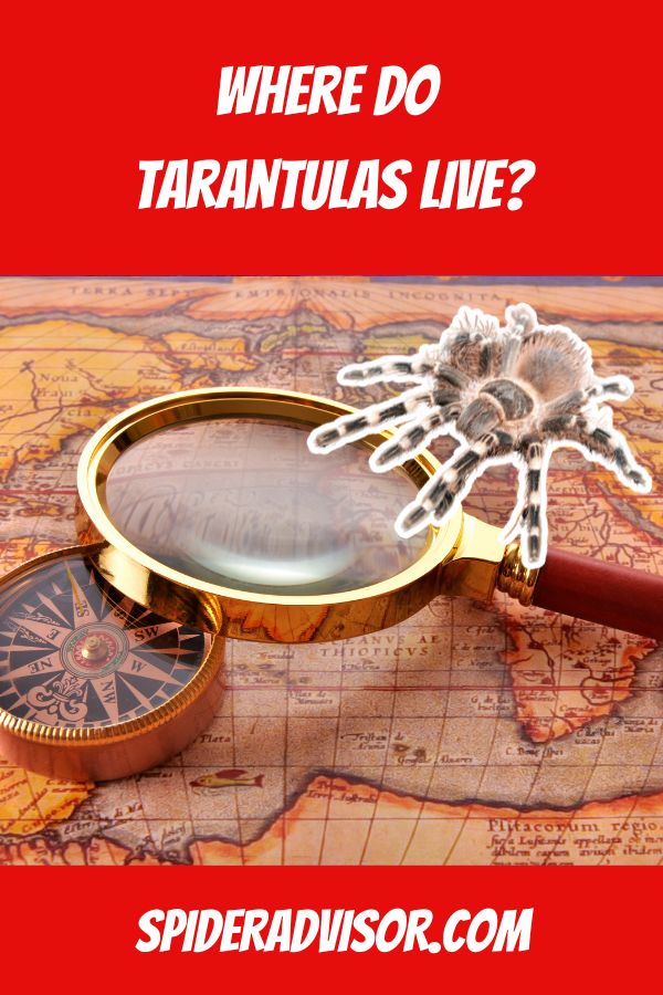 Where Do Tarantulas Live Spider Advisor   Where Do Tarantulas Live 