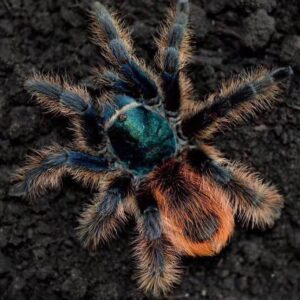 Mexican Jade Fuego (Aphonopelma mooreae)