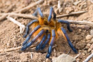 Golden Blue Leg Baboon – (Harpactira pulchripes)