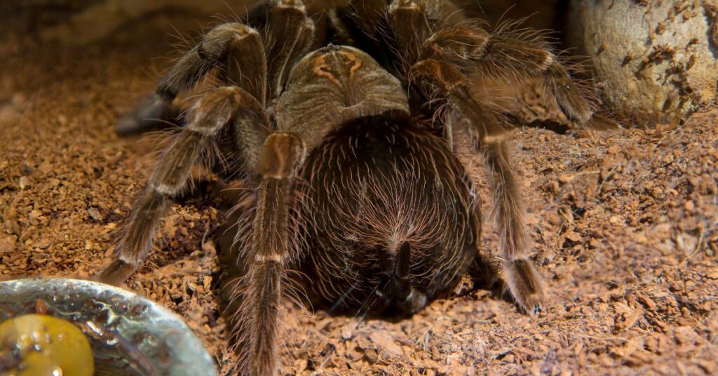 How to Tell if A Tarantula is Male or Female