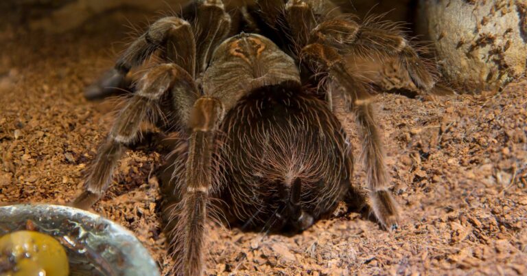 How To Tell If A Tarantula Is Male Or Female Spider Advisor