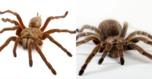 How to Tell if A Tarantula is Male or Female