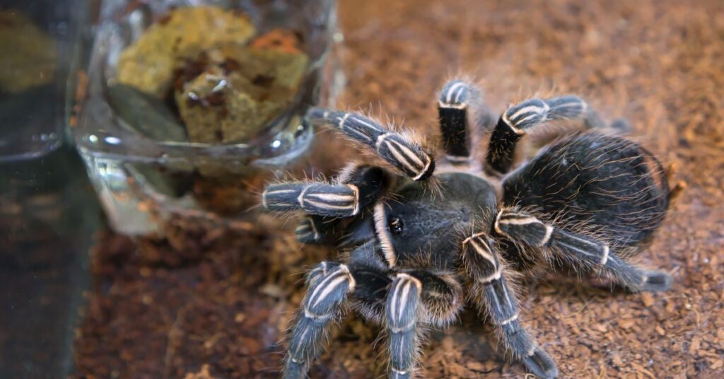 Pros and Cons of Keeping a Tarantula as a Pet