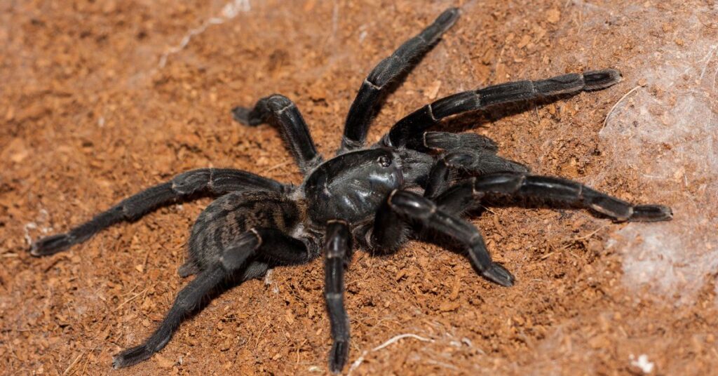 Are Black Tarantulas Poisonous? Spider Advisor