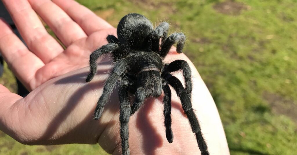 are black tarantulas poisonous