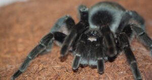 Brazilian Black (Grammostola pulchra)