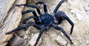 California Ebony Tarantula 