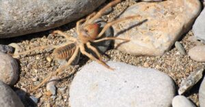 Camel Spider