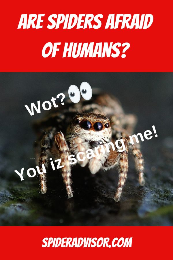 are spiders afraid of humans
