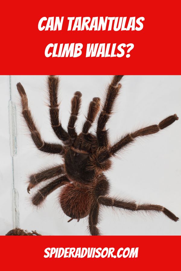 can tarantulas climb walls