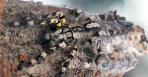 Poecilotheria regalis