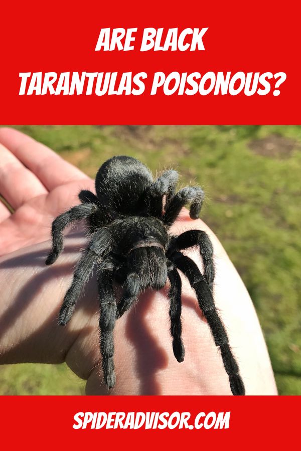 are black tarantulas poisonous