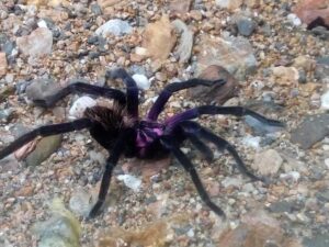 Columbian Purple Bloom (Pamphobeteus insignis)