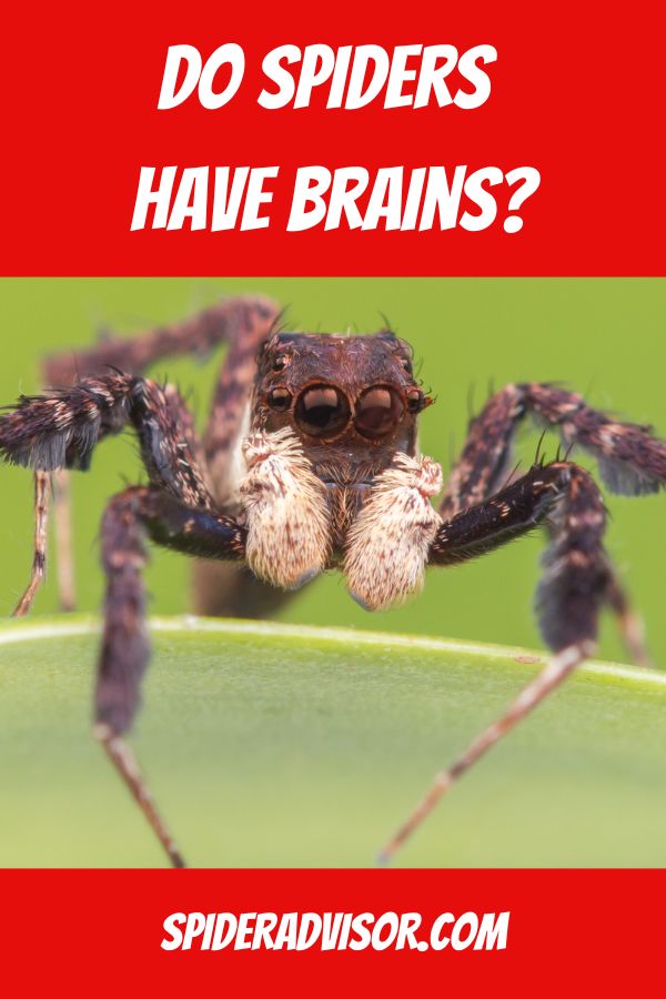do spiders have brains