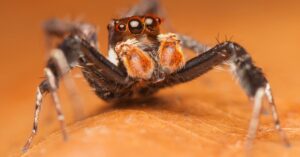 Portia Jumping Spider