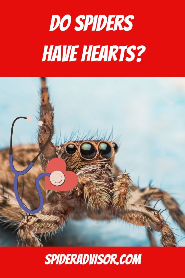 do spiders have hearts