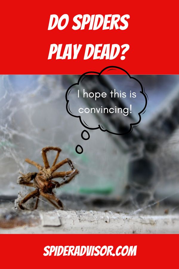 do spiders play dead