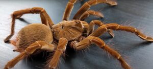pros and cons of owning a tarantula