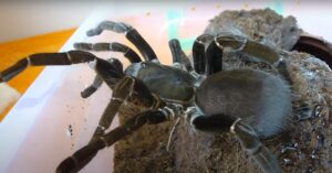 the best communal tarantulas