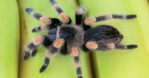 how long do tarantulas live