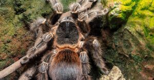 how long do tarantulas live