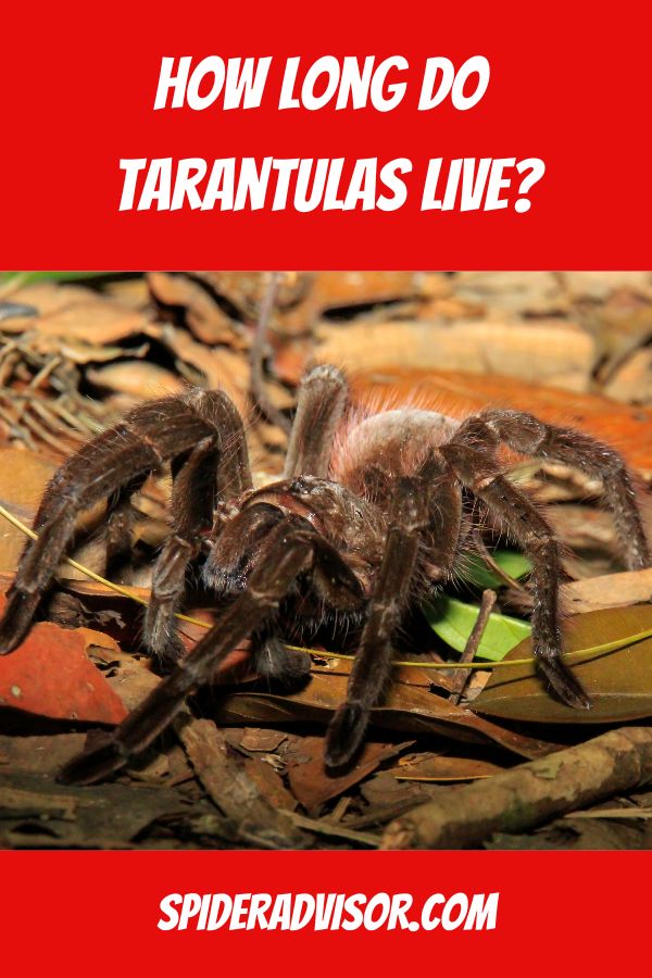 how long do tarantulas live