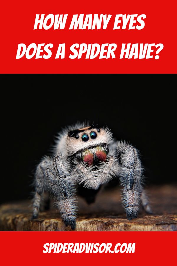 How Many Eyes Does A Spider Have 6 Or 8