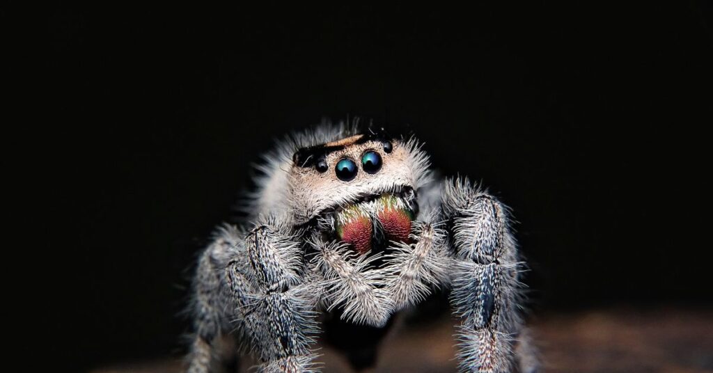how many eyes does a spider have