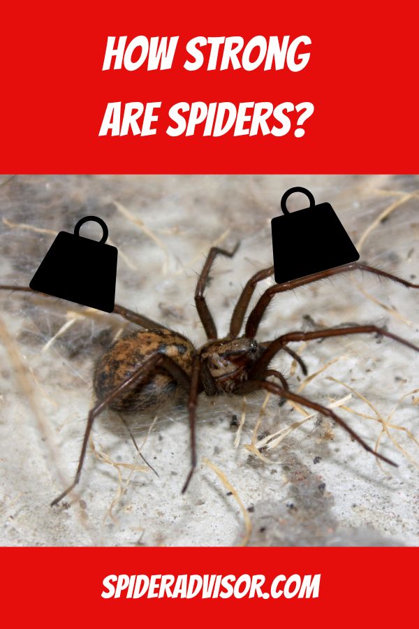 how strong are spiders