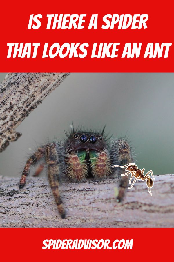 is there a spider that looks like an ant