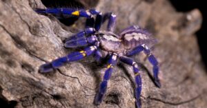 Poecilotheria metallica