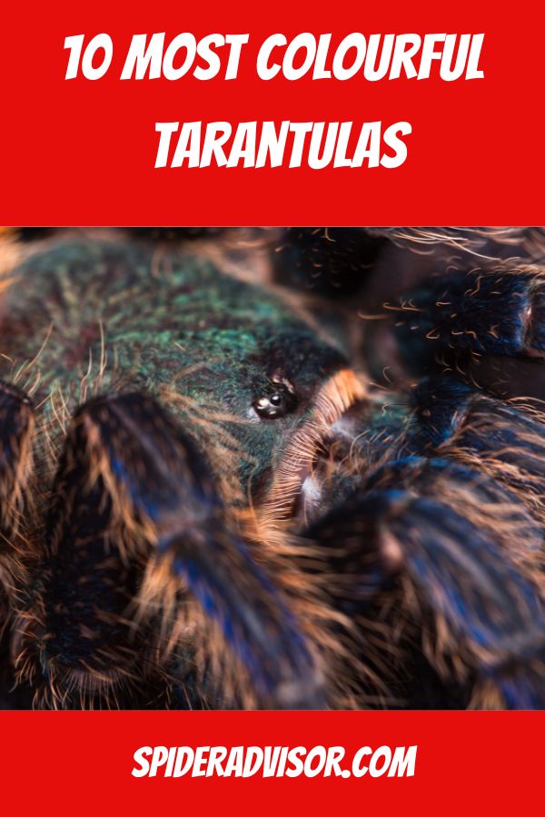 most colourful tarantulas