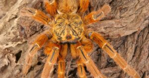 Orange Baboon Tarantula