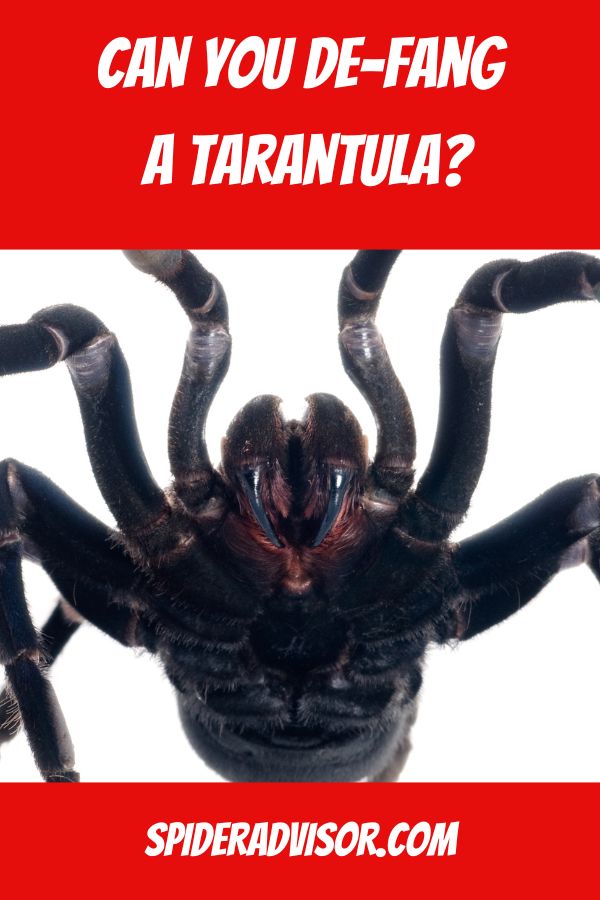 can you defang a tarantula