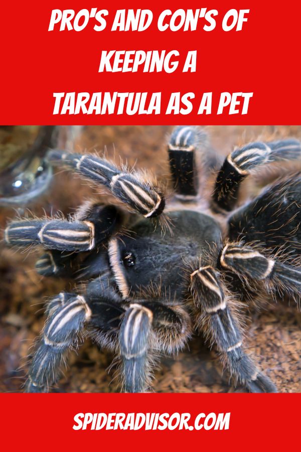 pros and cons of keeping a tarantula as a pet