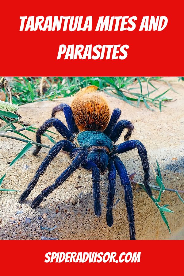 tarantula mites and parasites