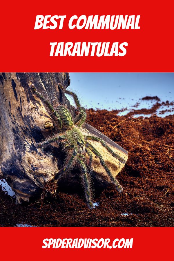 best communal tarantulas