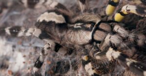 the best communal tarantulas 