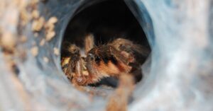 the best communal tarantulas