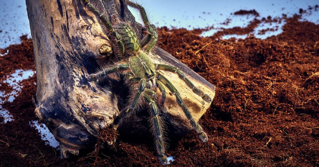 the best communal tarantulas