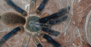 the best communal tarantulas