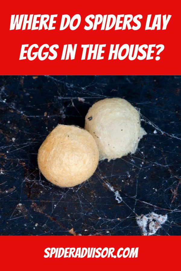 where do spiders lay eggs in the house