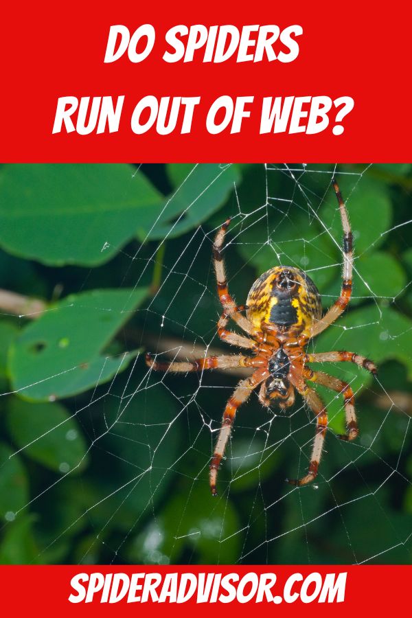 do spiders run out of web