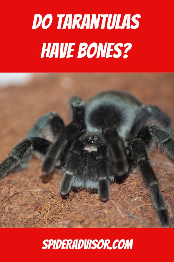 do tarantulas have bones