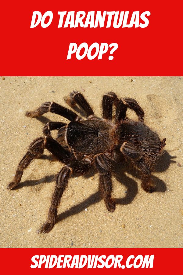 do tarantulas poop