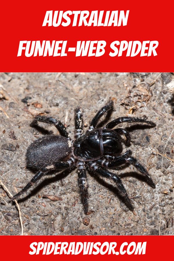 AUSTRALIAN funnel web spider