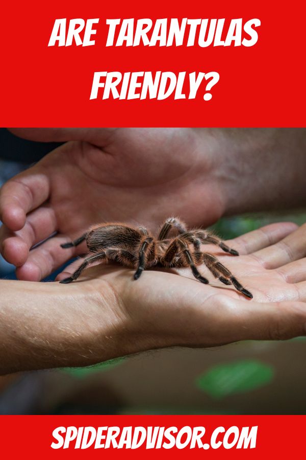 are tarantulas friendly