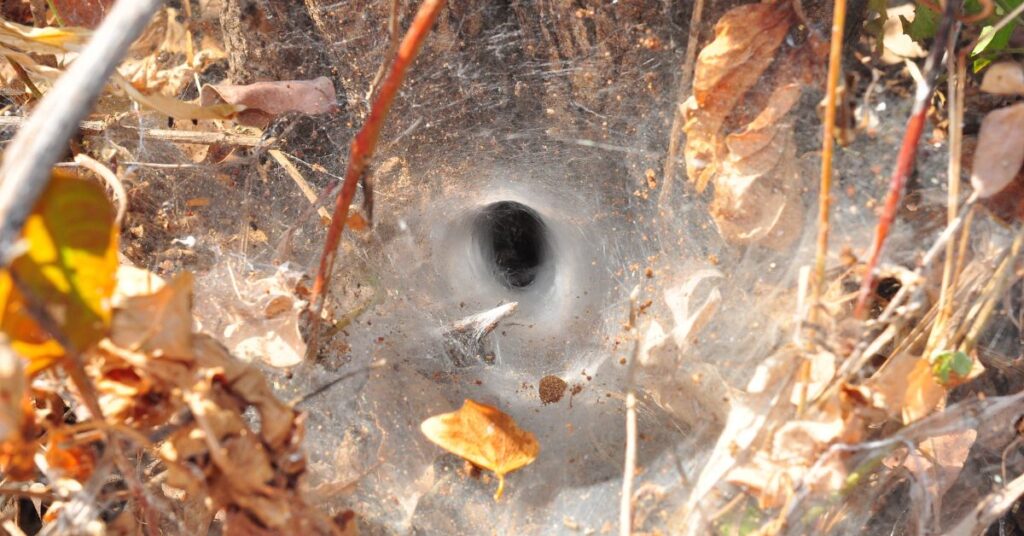 australian funnel-web spider 