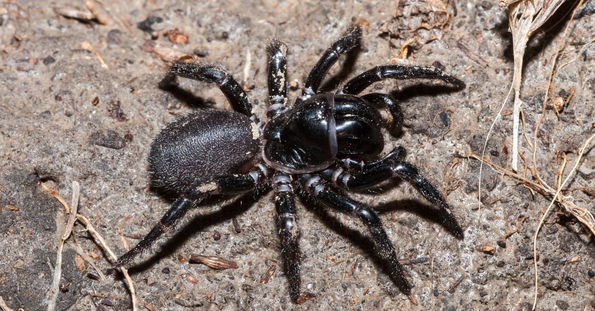 Australian Funnel-Web Spider (The Most Dangerous Spider in the World ...